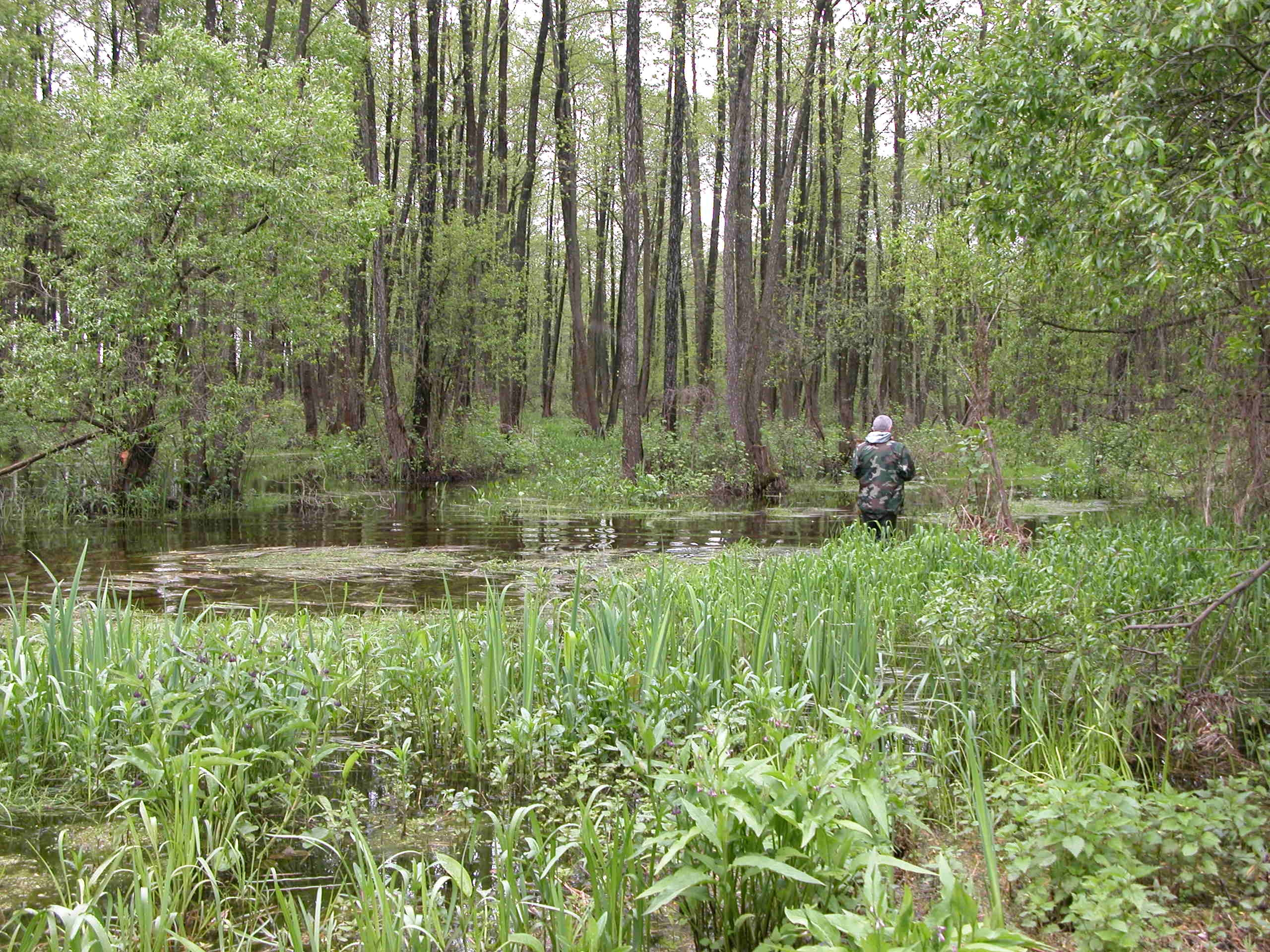 The black alder waterlogged forest is situated along the Prostyr river.